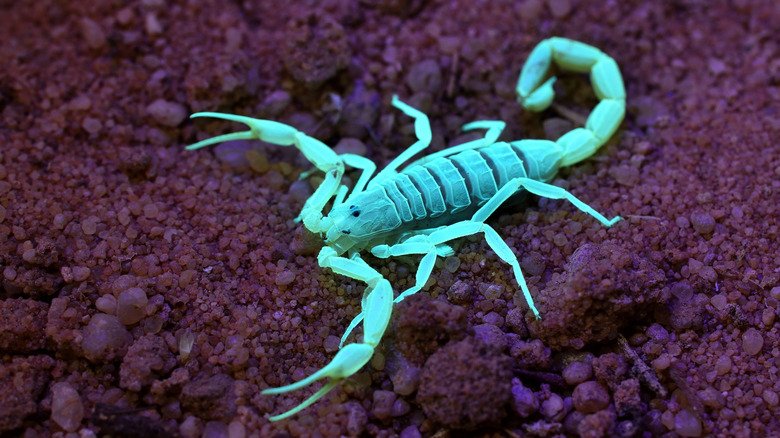 Un plan rapproché d'un scorpion sous les rayons UV