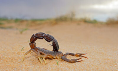 Un équipement de camping utile peut vous aider à trouver des scorpions à vous cacher dans votre camping