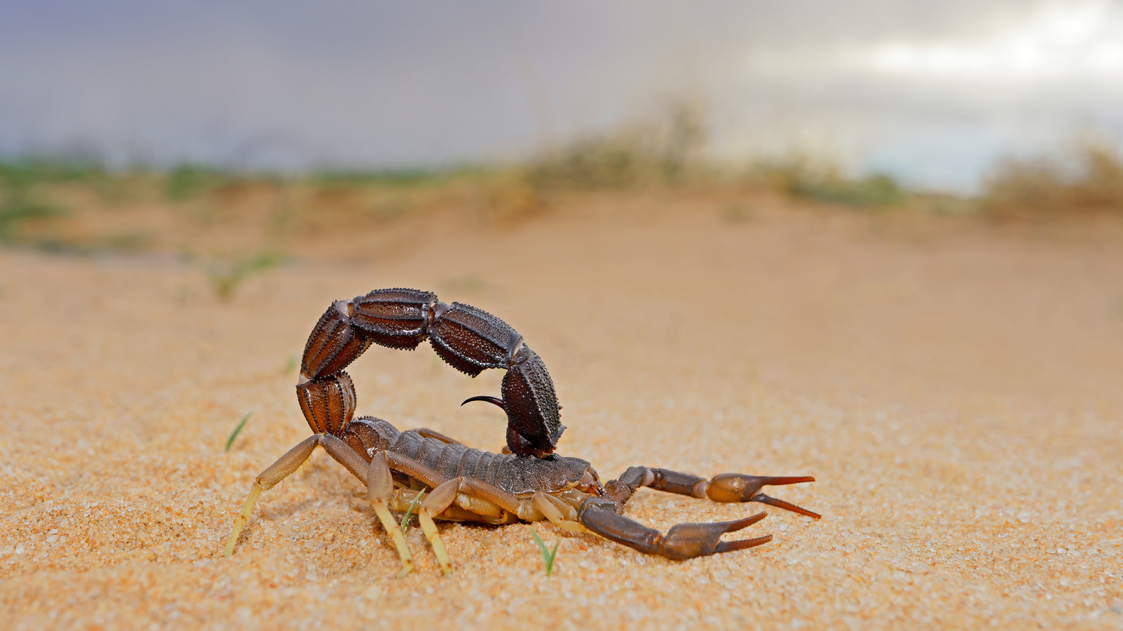 Un équipement de camping utile peut vous aider à trouver des scorpions à vous cacher dans votre camping
