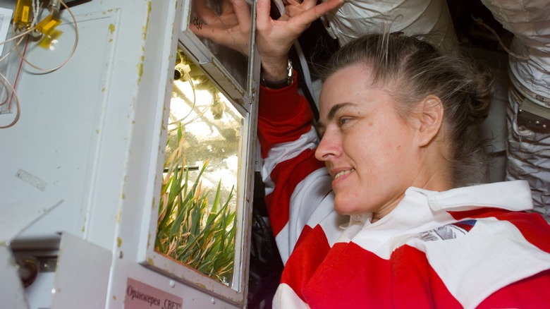 Le blé pousse dans un laboratoire à bord d'un vaisseau spatial