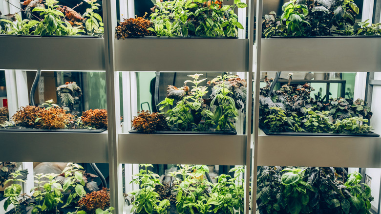 Plantes hydroponiques dans les caisses de culture