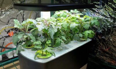 Comment les plantes poussent-elles dans l'espace?