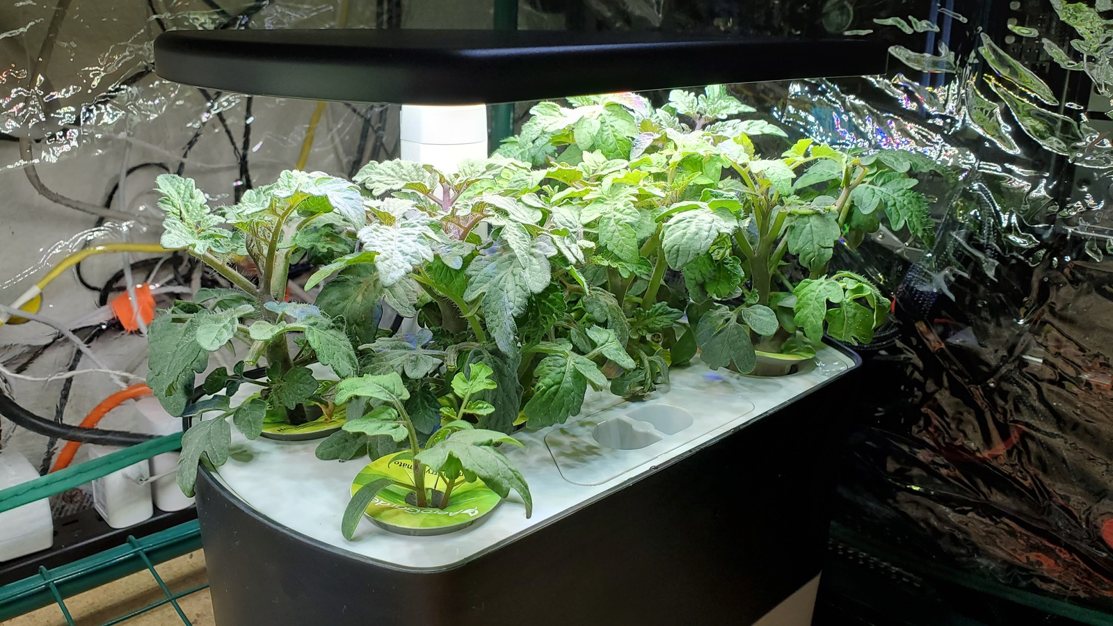 Comment les plantes poussent-elles dans l'espace?