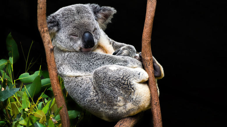 koala dormant coincé entre les branches