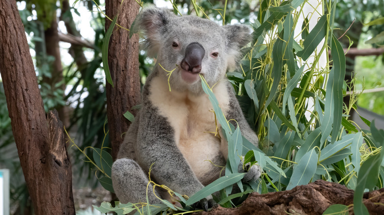 Koala mangeant les feuilles d'eucalyptus
