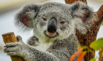 Pourquoi nous sommes stupéfaits que les koalas ne sont pas encore éteints