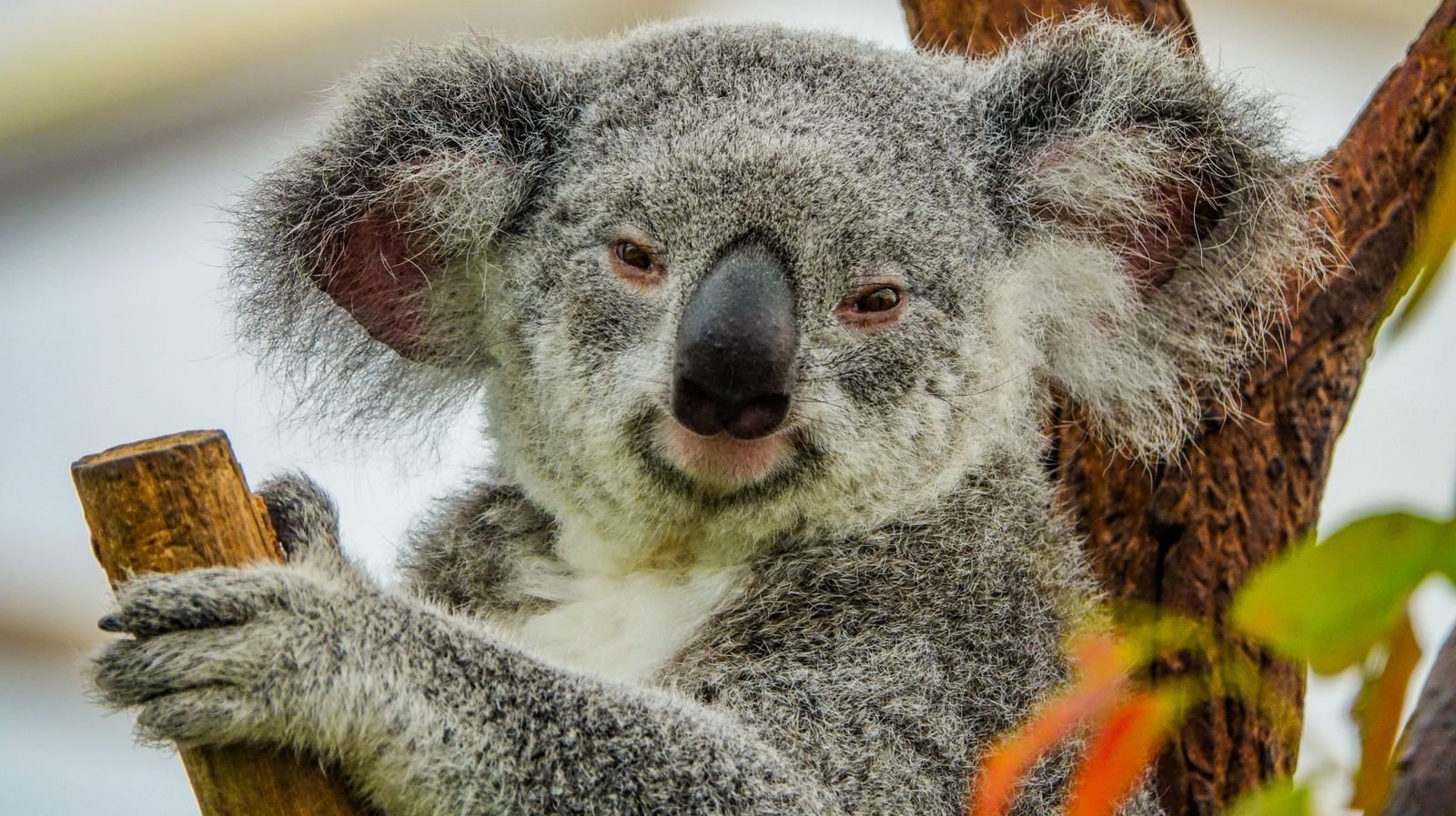 Pourquoi nous sommes stupéfaits que les koalas ne sont pas encore éteints