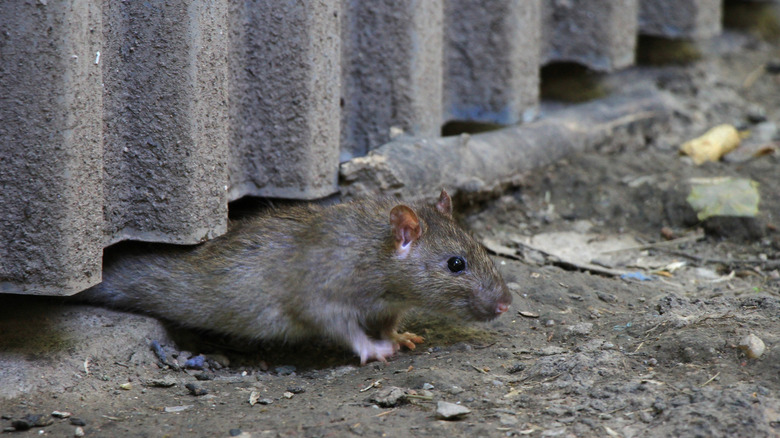 Un rongeur se précipiter sur le sol