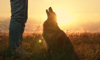 La raison troublante de ne jamais sauter les médicaments aux puces tout en campant avec votre chien dans le sud-ouest des États-Unis