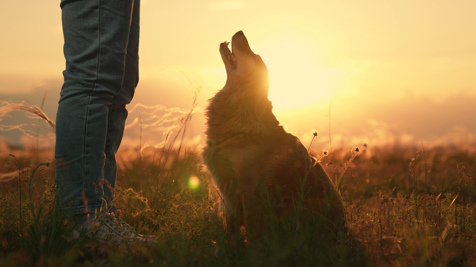 La raison troublante de ne jamais sauter les médicaments aux puces tout en campant avec votre chien dans le sud-ouest des États-Unis