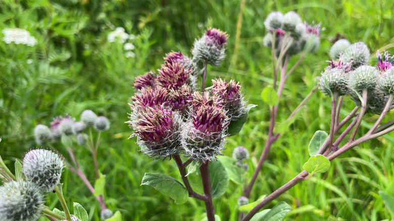 Plante de bardane en fleurs