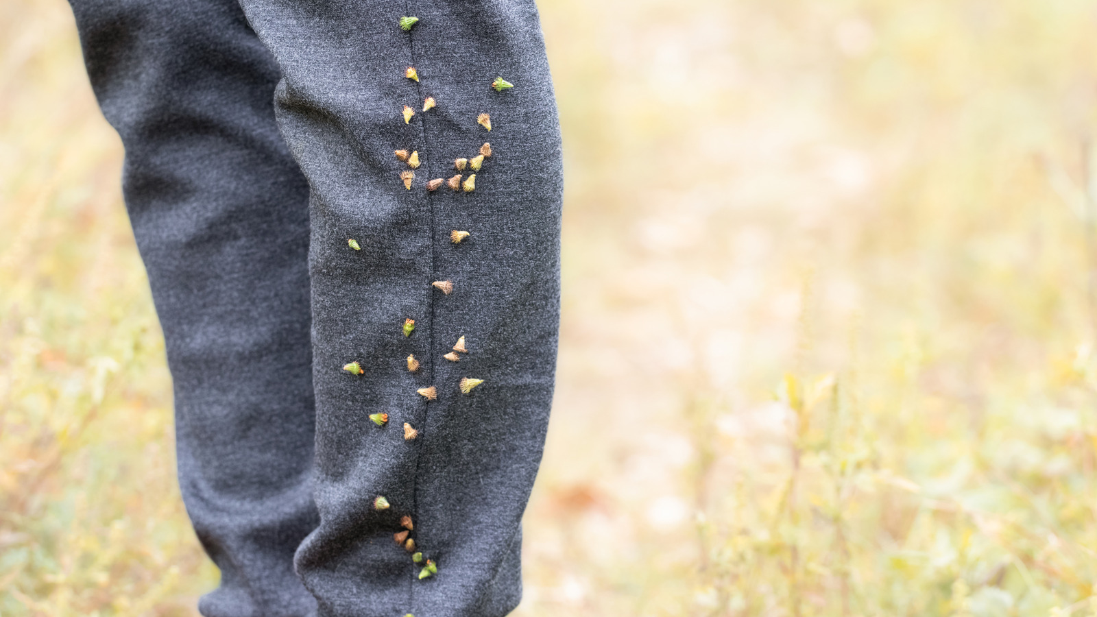 Quelles sont ces graines rondes épineuses qui vous tiennent?