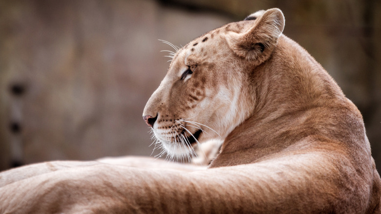 Vue arrière d'un tigon reposant