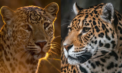 Non, un léopard et un jaguar ne sont pas le même animal. Voici la différence