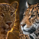 Non, un léopard et un jaguar ne sont pas le même animal. Voici la différence