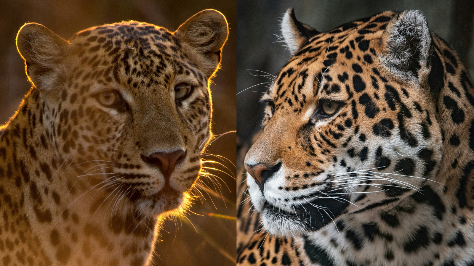 Non, un léopard et un jaguar ne sont pas le même animal. Voici la différence
