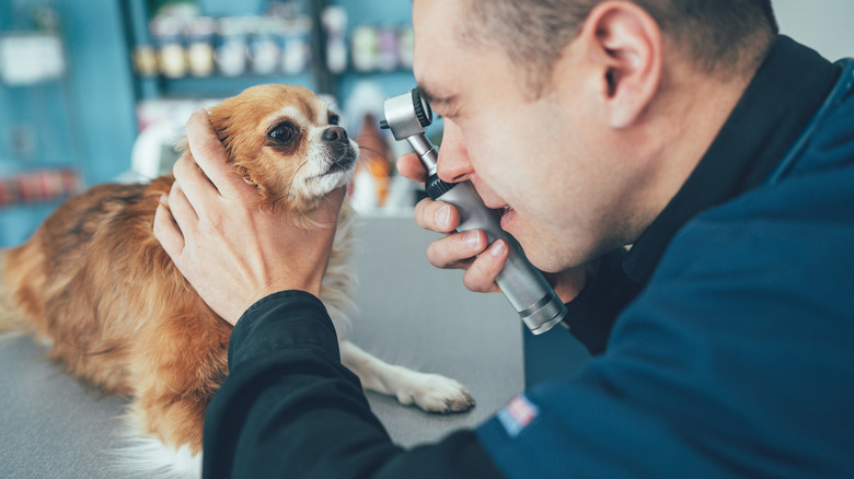 Vétérinaire examinant l'œil d'un chihuahua