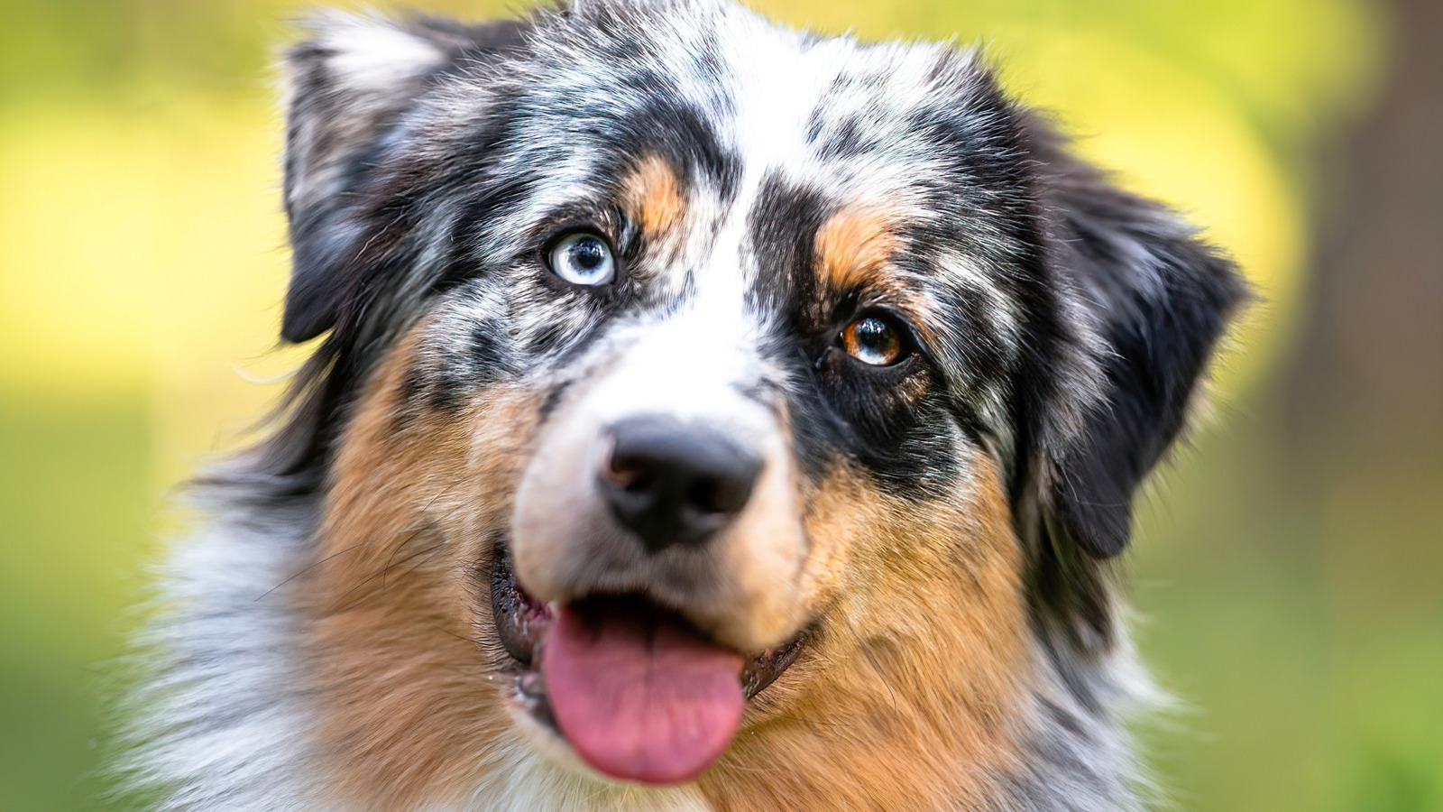 Eh bien, en fait, les chiens ne sont pas totalement daltoniens