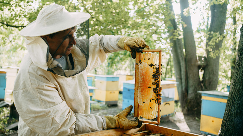 Apiculteur tirant en nid d'abeille