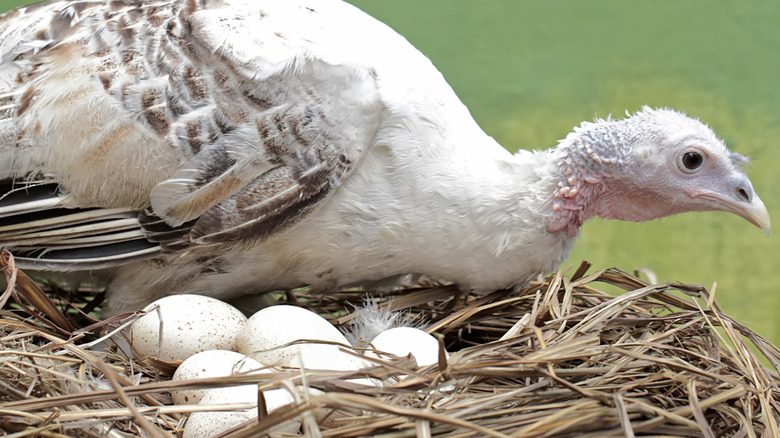 Dinde femelle adulte se préparant à incuber des œufs dans un nid de paille