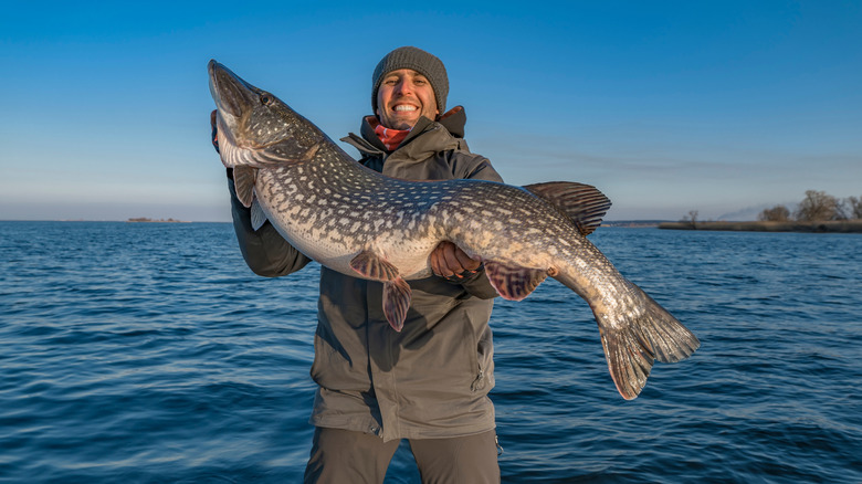 Un pêcheur heureux tient un musqué massif