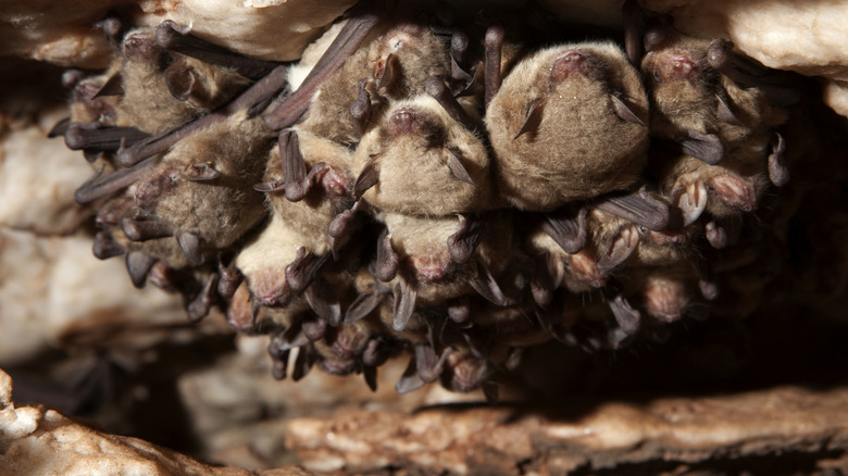 Un groupe de chauves-souris Cave Myotis