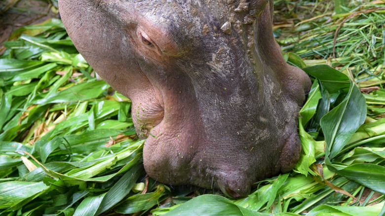 La tête d'un hippopotame vu manger des feuilles de plante verte