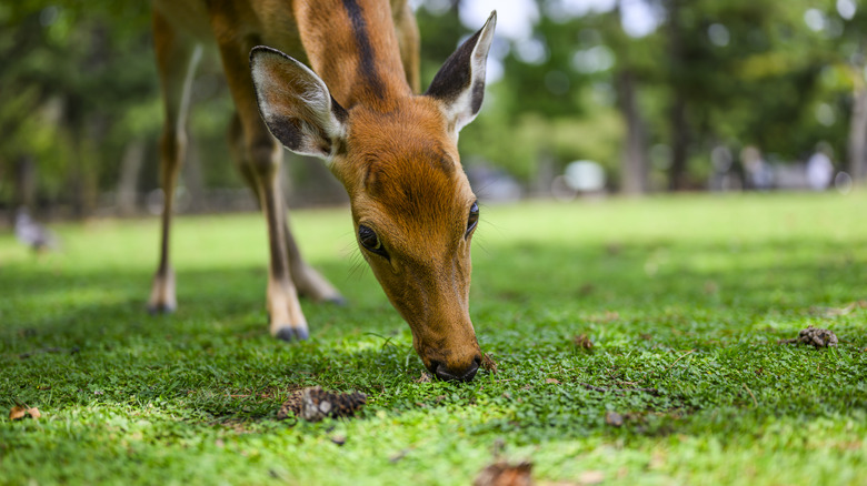 Un cerf baisse la tête pour manger de l'herbe