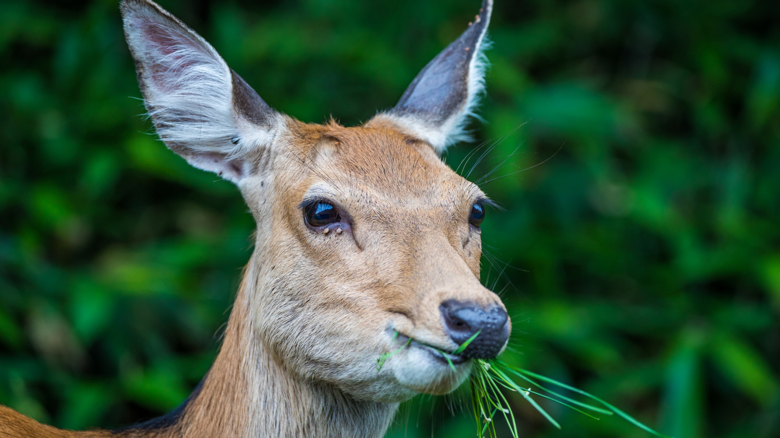 Eh bien en fait, les herbivores mangent parfois de la viande