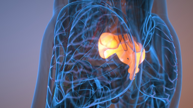 Un modèle du bas du dos montre le coccyx illuminé en orange