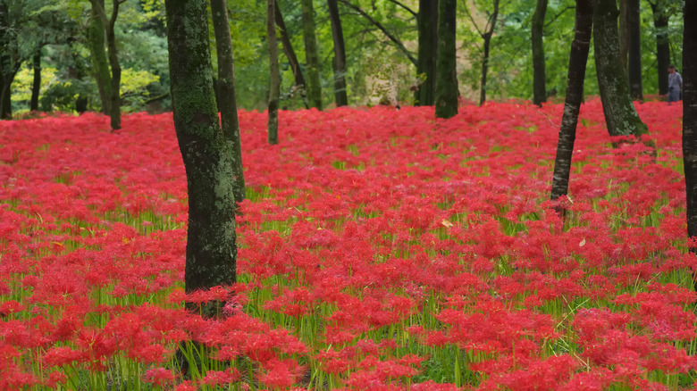Un champ de fleurs de Higan-Bana