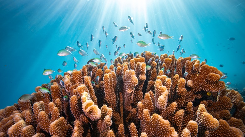 récif coloré sain complet si les îles Cook Biodiversity