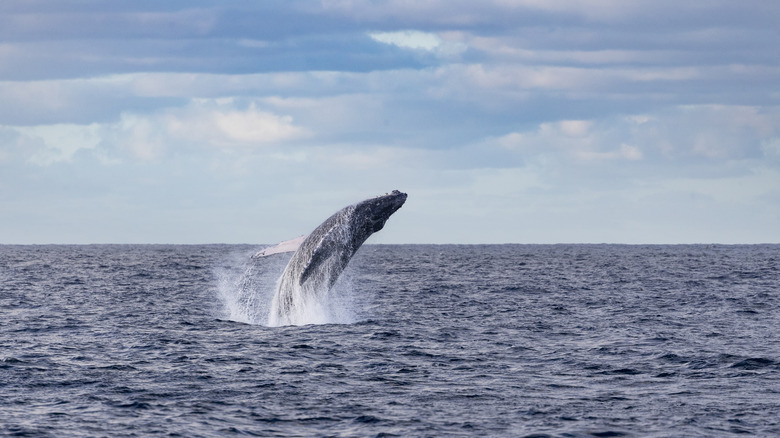 Baleine à bosse sauter de l'eau
