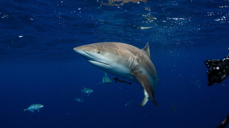 Un requin taureau dans l'océan