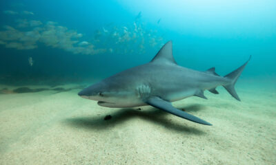 Voici pourquoi il est impossible pour (la plupart) des requins de vivre dans les Grands Lacs