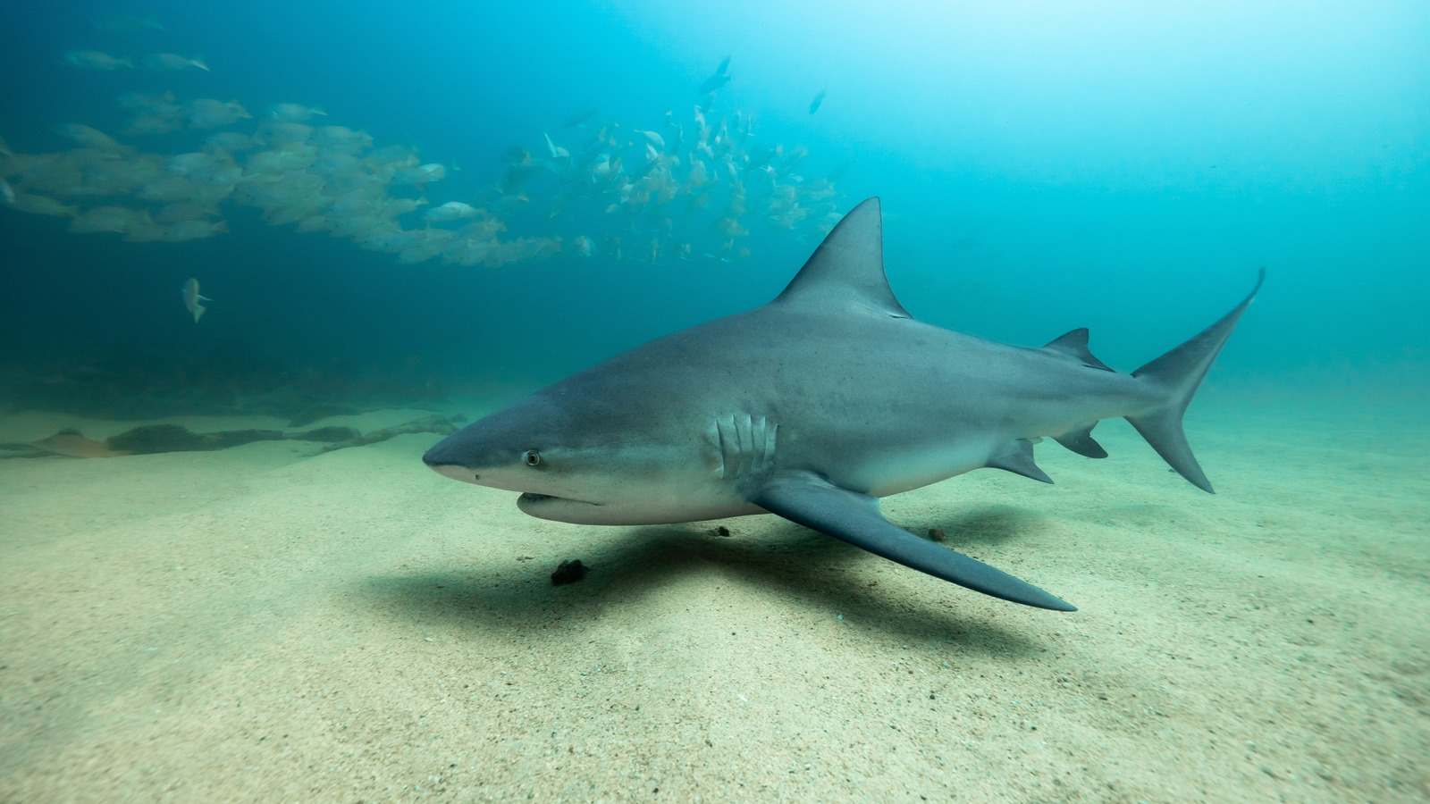 Voici pourquoi il est impossible pour (la plupart) des requins de vivre dans les Grands Lacs
