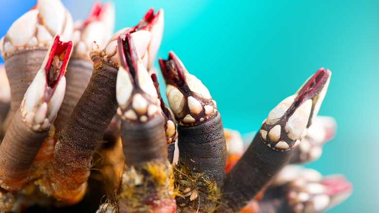 Barnacles de col de cygne sous la mer