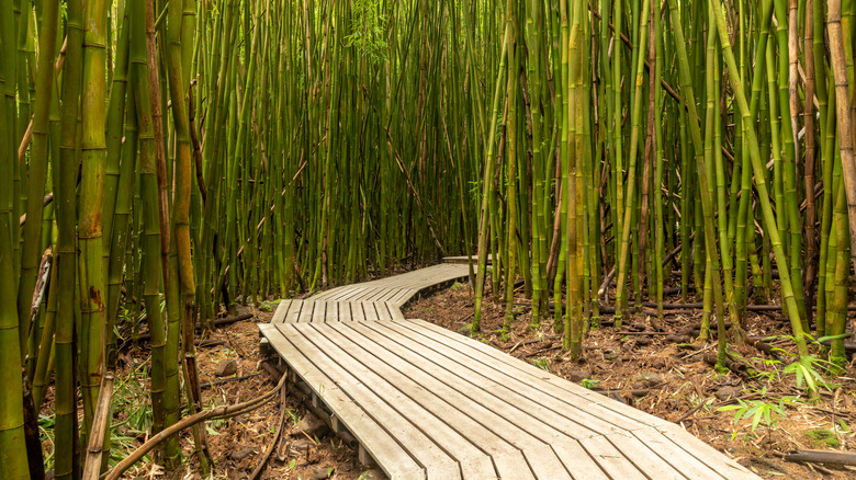 Une passerelle se courbe à travers une forêt de bambou à Maui, Hawaï