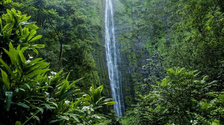 L'eau verse des falaises à Waimoku Falls, Hawaï
