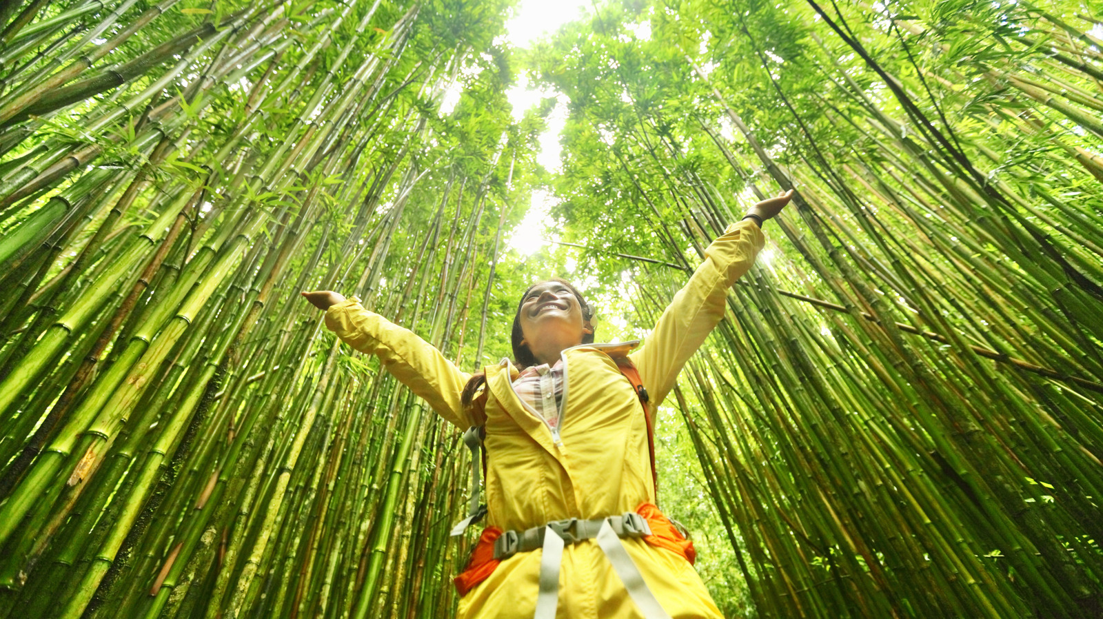 Un sentier pittoresque à Hawaï offre une promenade tropicale à travers une forêt bambou imposante
