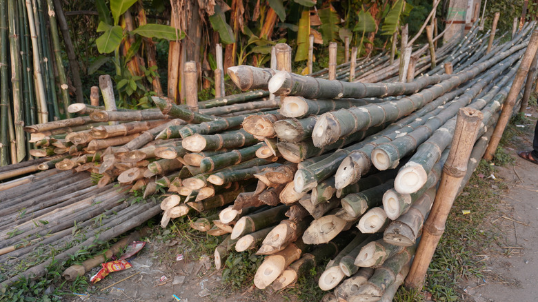 Un tas de bûches de bambou coupées dans une forêt de bambou