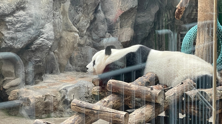 Un panda allongé derrière la vitre dans un zoo