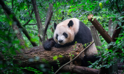Pourquoi nous sommes stupéfaits que les pandas ne sont pas devenus éteints