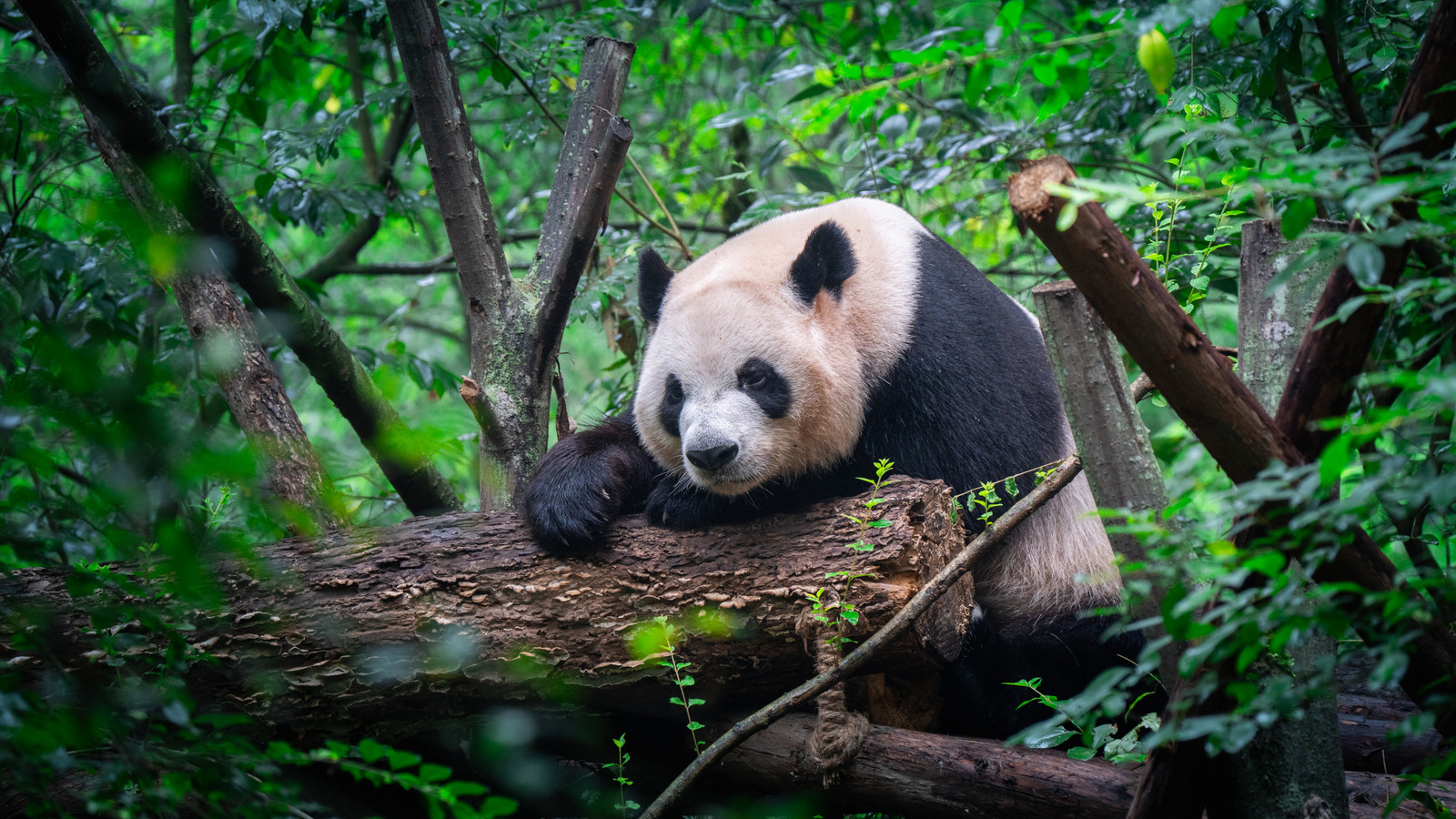 Pourquoi nous sommes stupéfaits que les pandas ne sont pas devenus éteints