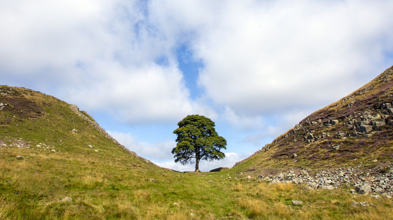 L'arbre de gabarit de sycomore avant qu'il ne soit coupé devant un ciel nuageux