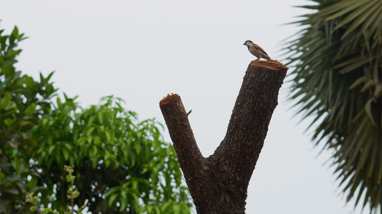 Un oiseau debout sur un arbre coupé