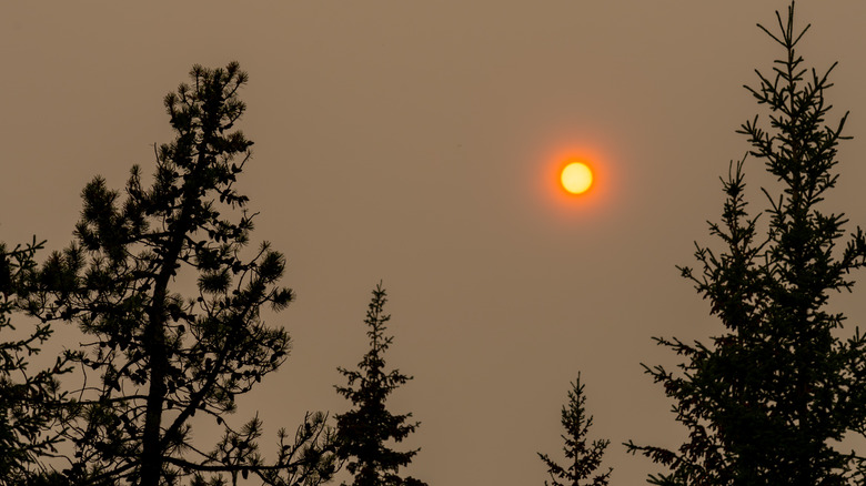Ciel brumeux au coucher du soleil avec des arbres au premier plan
