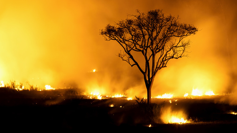Un arbre debout avec un incendie de forêt en arrière-plan
