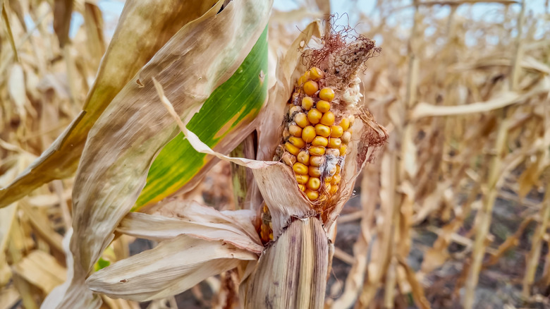 Tiques de maïs affectés à la sécheresse
