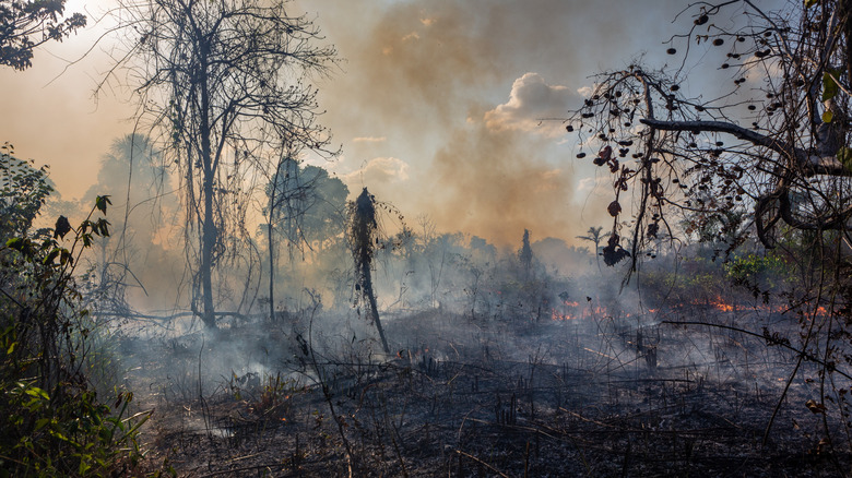 Feu de déforestation